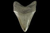 Serrated, Fossil Megalodon Tooth - South Carolina #129440-2